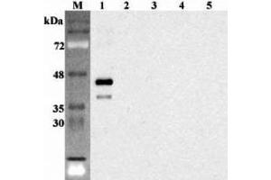 Western blot analysis using anti-Sirtuin 6 (human), pAb  at 1:2'000 dilution. (SIRT6 Antikörper)