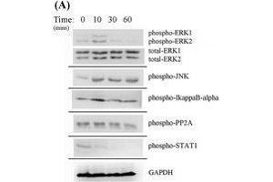 Western Blotting (WB) image for anti-Glyceraldehyde-3-Phosphate Dehydrogenase (GAPDH) antibody (ABIN2857072)