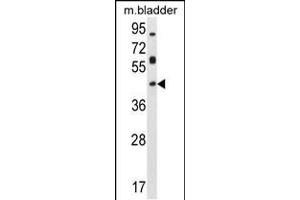Western blot analysis in mouse bladder tissue lysates (35ug/lane). (Homeobox D13 Antikörper  (AA 202-230))
