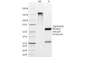 SDS-PAGE Analysis of Purified, BSA-Free MART-1 Antibody (clone M2-7C10). (MLANA Antikörper)