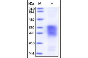 Biotinylated Human SOST on SDS-PAGE under reducing (R) condition. (Sclerostin Protein (SOST) (AA 24-213) (His tag,Biotin))