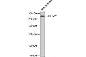 Western blot analysis of extracts of Mouse brain using PIKFYVE Polyclonal Antibody at dilution of 1:1000.