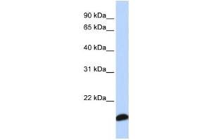 Western Blotting (WB) image for anti-Peroxiredoxin 5 (PRDX5) antibody (ABIN2459818) (Peroxiredoxin 5 Antikörper)