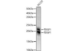 Western blot analysis of extracts of NCCIT cells, using TDGF1 antibody (ABIN3021341, ABIN3021342, ABIN3021343 and ABIN6214922) at 1:970 dilution. (TDGF1 Antikörper  (AA 1-188))