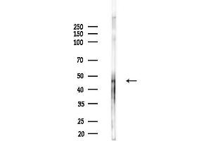 Western blot analysis of lysates from Rat brain, using KHDRBS1 Antibody at 1/1000 dilution.