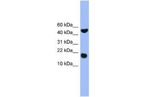 WB Suggested Anti-RWDD1  Antibody Titration: 0. (RWDD1 Antikörper  (Middle Region))