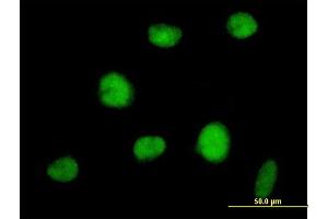 Immunofluorescence of purified MaxPab antibody to RNF144 on HeLa cell. (RNF144A Antikörper  (AA 1-292))