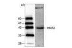 Image no. 1 for anti-Zinc Finger and SCAN Domain Containing 22 (ZSCAN22) antibody (ABIN791490) (ZSCAN22 Antikörper)