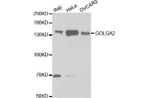 Western Blotting (WB) image for anti-Golgin A2 (GOLGA2) antibody (ABIN1876532) (Golgin A2 (GOLGA2) Antikörper)