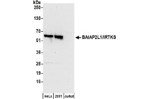 Western Blotting (WB) image for anti-BAI1-Associated Protein 2-Like-1 (BAIAP2L1) (AA 461-511) antibody (ABIN7450018)