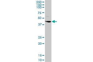 LGMN MaxPab rabbit polyclonal antibody. (LGMN Antikörper  (AA 1-433))