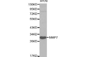 Western blot analysis of extracts of HT-29 cells, using MMP7 antibody.