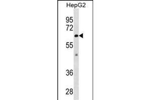 ZSTE24 Antibody (C-term) (ABIN1882012 and ABIN2838884) western blot analysis in HepG2 cell line lysates (35 μg/lane).