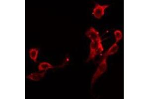ABIN6275898 staining 293 by IF/ICC. (GPC5 Antikörper  (Internal Region))