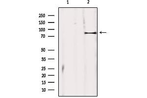 Western blot analysis of extracts from mouse brain, using ZBTB17 Antibody. (ZBTB17 Antikörper  (Internal Region))