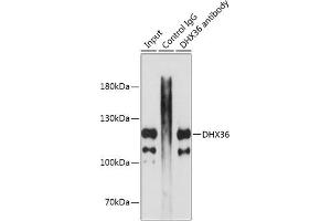 Immunoprecipitation analysis of 200 μg extracts of MCF7 cells using 3 μg DHX36 antibody (ABIN1679525, ABIN3019388, ABIN3019389 and ABIN6220867). (DHX36 Antikörper  (AA 1-260))