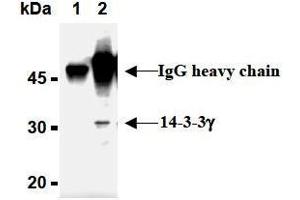 Western Blotting (WB) image for anti-14-3-3 gamma (YWHAG1) (AA 1-12), (N-Term) antibody (ABIN1449274) (14-3-3 gamma Antikörper  (N-Term))