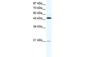 TNFRSF11B antibody (20R-1284) used at 0. (Osteoprotegerin Antikörper  (N-Term))