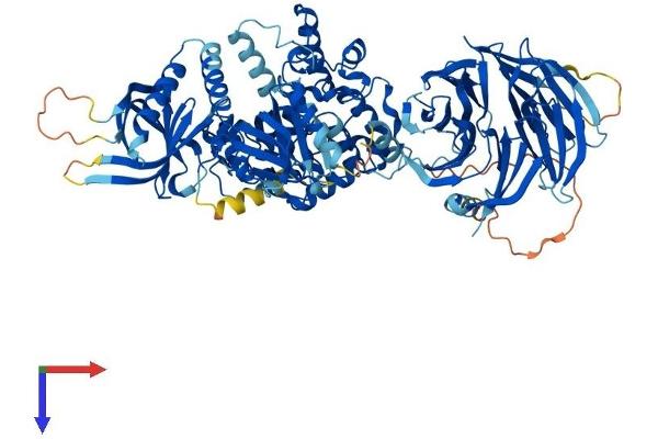 NSMAF Protein (AA 1-920) (His tag)