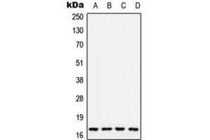Western blot analysis of COX5A expression in MCF7 (A), SP2/0 (B), PC12 (C), Human liver (D) whole cell lysates.