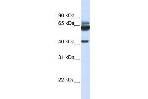 Western Blotting (WB) image for anti-Par-6 Partitioning Defective 6 Homolog beta (PARD6B) antibody (ABIN2458688) (PARD6B Antikörper)