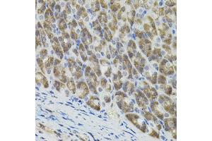 Immunohistochemistry of paraffin-embedded mouse stomach using MARVELD2 antibody.