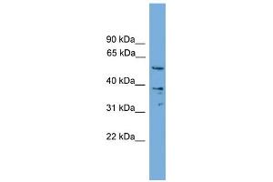WB Suggested Anti-Aip Antibody Titration:  0.