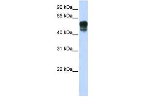SPNS1 antibody used at 1 ug/ml to detect target protein. (SPNS1/Spinster 1 Antikörper)