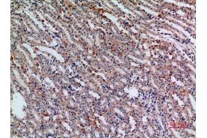 Immunohistochemistry (IHC) analysis of paraffin-embedded Mouse Kidney, antibody was diluted at 1:100. (JAG1 Antikörper  (Internal Region))