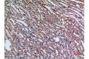 Immunohistochemistry (IHC) analysis of paraffin-embedded Mouse Kidney, antibody was diluted at 1:100.