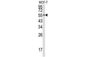 Image no. 1 for anti-Eukaryotic Translation Elongation Factor 1 alpha 1 (EEF1A1) (C-Term) antibody (ABIN452935)