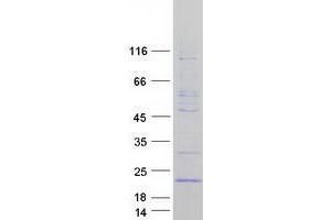 Validation with Western Blot (GADD45G Protein (Myc-DYKDDDDK Tag))