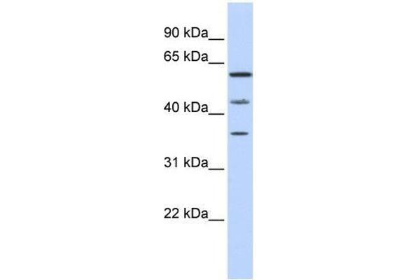PHF23 Antikörper  (N-Term)