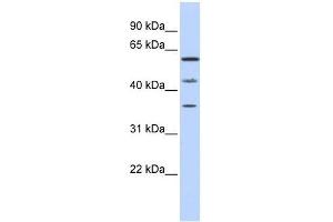 PHF23 antibody used at 0. (PHF23 Antikörper  (N-Term))