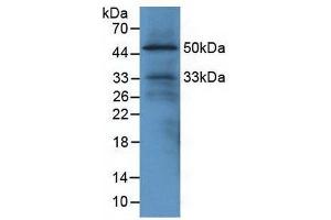 Detection of EGFL7 in Mouse Heart Tissue using Polyclonal Antibody to EGF Like Domain Protein, Multiple 7 (EGFL7) (EGF Like Domain Protein, Multiple 7 (AA 22-275) Antikörper)