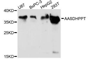 Western blot analysis of extracts of various cell lines, using AASDHPPT antibody (ABIN5972826) at 1:3000 dilution. (AASDHPPT Antikörper)