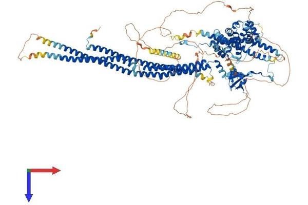 SRGAP2 Protein (AA 1-1071) (His tag)