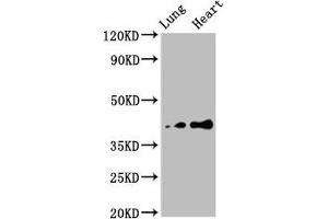 TUSC3 Antikörper  (AA 42-196)