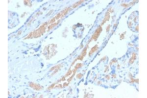 Formalin-fixed, paraffin-embedded human Pancreas stained with Spectrin alpha 1 Rabbit Recombinant Monoclonal Antibody (SPTA1/2939R).