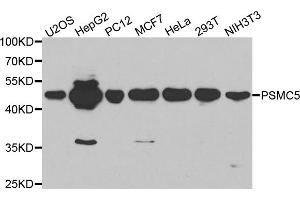 Western blot analysis of extracts of various cell lines, using PSMC5 antibody (ABIN5970727) at 1/1000 dilution. (PSMC5 Antikörper)