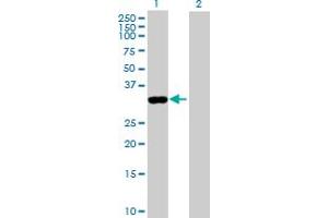 Western Blot analysis of ANXA8 expression in transfected 293T cell line by ANXA8 MaxPab polyclonal antibody. (Annexin VIII Antikörper  (AA 1-327))
