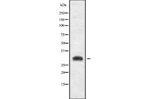 Western blot analysis of RPS3A using RAW264.