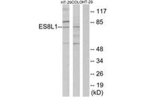 Western blot analysis of extracts from COLO205/HT-29 cells, using ES8L1 Antibody. (EPS8-Like 1 Antikörper  (AA 411-460))