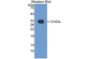 Western blot analysis of recombinant Rat MEP1b. (Meprin B Antikörper  (AA 433-679))