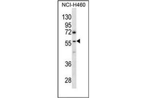 Western blot analysis of GBRR3 Antibody (N-term) in NCI-H460 cell line lysates (35ug/lane).
