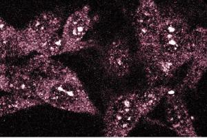 Immunofluorescence staining of RSV-3T3 cells. (TAO Kinase 2 Antikörper  (AA 352-550))