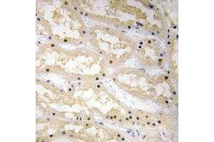 Immunohistochemical analysis of Ciao 1 staining in human kidney formalin fixed paraffin embedded tissue section. (CIAO1 Antikörper)