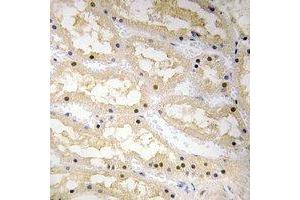 Immunohistochemical analysis of Ciao 1 staining in human kidney formalin fixed paraffin embedded tissue section.