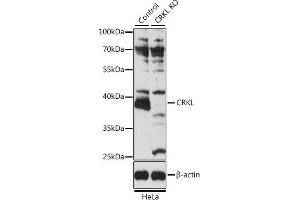 Western blot analysis of extracts from normal (control) and CRKL knockout (KO) HeLa cells, using CRKL antibody (ABIN6130136, ABIN6139050, ABIN6139051 and ABIN7101381) at 1:3000 dilution. (CrkL Antikörper  (AA 1-303))