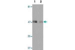 Western blot analysis of human lung tissue with REEP4 polyclonal antibody  at 1 ug/mL in (Lane 1) the absence and (Lane 2) the presence of blocking peptide. (Receptor Accessory Protein 4 Antikörper)